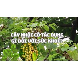 Cây nhội có tác dụng gì đối với sức khoẻ?