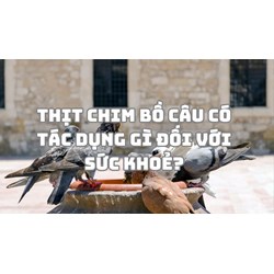 Thịt chim bồ câu có tác dụng gì đối với sức khoẻ?