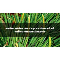 Những lợi ích của Thạch xương bồ mà không phải ai cũng biết