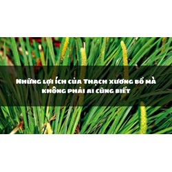 Những lợi ích của Thạch xương bồ mà không phải ai cũng biết
