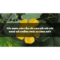 Tác dụng của cây cối xay đối với sức khoẻ mà không phải ai cũng biết
