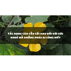 Tác dụng của cây cối xay đối với sức khoẻ mà không phải ai cũng biết