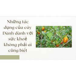 Những tác dụng của cây Dành dành với sức khoẻ không phải ai cũng biết