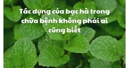 Tác dụng của bạc hà trong chữa bệnh không phải ai cũng biết
