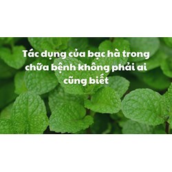 Tác dụng của bạc hà trong chữa bệnh không phải ai cũng biết