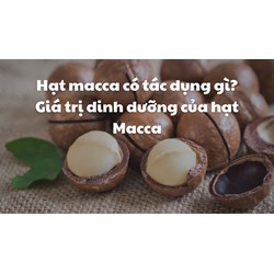Hạt macca có tác dụng gì? Giá trị dinh dưỡng của hạt Macca