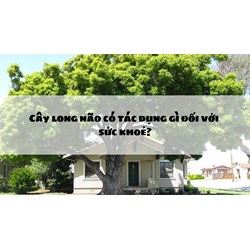 Cây long não có tác dụng gì đối với sức khoẻ?