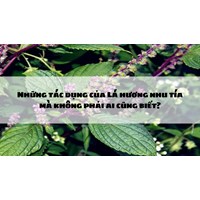 Những tác dụng của Lá hương nhu tía mà không phải ai cũng biết?