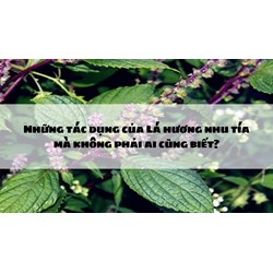 Những tác dụng của Lá hương nhu tía mà không phải ai cũng biết?