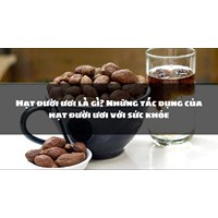 Hạt đười ươi là gì? Những tác dụng của hạt đười ươi với sức khỏe