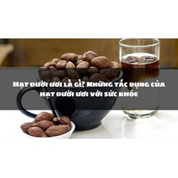 Hạt đười ươi là gì? Những tác dụng của hạt đười ươi với sức khỏe
