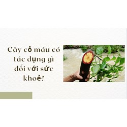 Cây cỏ máu có tác dụng gì đối với sức khoẻ?