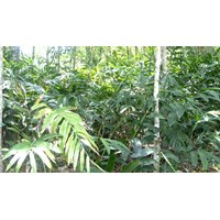 Cây sa nhân có tác dụng gì đối với sức khoẻ?