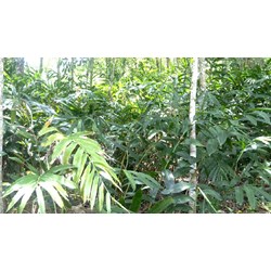 Cây sa nhân có tác dụng gì đối với sức khoẻ?