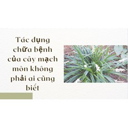 Tác dụng chữa bệnh của cây mạch môn không phải ai cũng biết