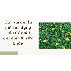 Cây sài đất là gì? Tác dụng của Cây sài đất đối với sức khỏe