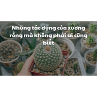 ​Những tác dụng của xương rồng mà không phải ai cũng biết