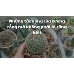 ​Những tác dụng của xương rồng mà không phải ai cũng biết