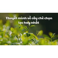 Thuyết minh về cây chè chọn lọc hay nhất