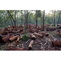 Biện pháp chủ yếu để tăng diện tích rừng tự nhiên ở Tây Nguyên là gì?