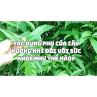 Tác dụng phụ của cây xương khỉ đối với sức khoẻ như thế nào?