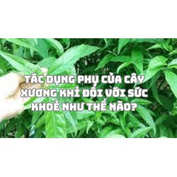 Tác dụng phụ của cây xương khỉ đối với sức khoẻ như thế nào?