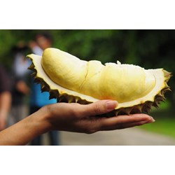 Cách chọn sầu riêng ngon không thuốc, nhiều múi, chín già