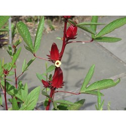 Công dụng cây bụp giấm đối với sức khỏe