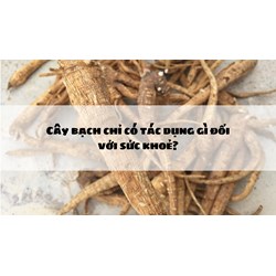 Cây bạch chỉ có tác dụng gì đối với sức khoẻ?