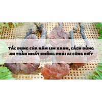 Tác dụng của nấm lim xanh, cách dùng an toàn nhất không phải ai cũng biết