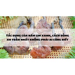 Tác dụng của nấm lim xanh, cách dùng an toàn nhất không phải ai cũng biết