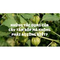 Những tác dụng của Cây tầm bóp mà không phải ai cũng biết?