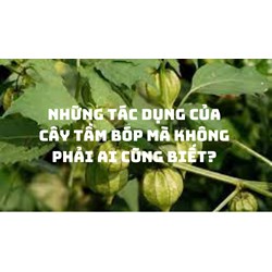 Những tác dụng của Cây tầm bóp mà không phải ai cũng biết?