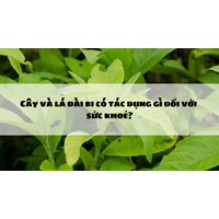Cây và lá đài bi có tác dụng gì đối với sức khoẻ?
