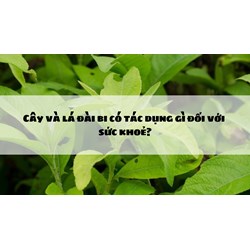 Cây và lá đài bi có tác dụng gì đối với sức khoẻ?
