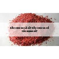 Cây chu sa là gì? Cây chu sa có tác dụng gì?