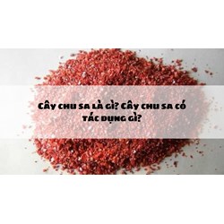 Cây chu sa là gì? Cây chu sa có tác dụng gì?