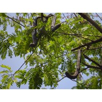 Quả ô môi là gì? Quả ô môi có tác dụng gì?