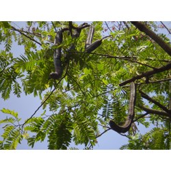 Quả ô môi là gì? Quả ô môi có tác dụng gì?