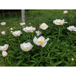 Cây bạch thược là gì? Cây bạch thược có tác dụng gì?