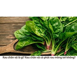 Rau chân vịt là gì? Rau chân vịt có phải rau mồng tơi không?