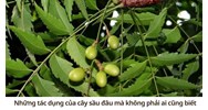 Những tác dụng của cây sầu đâu mà không phải ai cũng biết