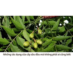 Những tác dụng của cây sầu đâu mà không phải ai cũng biết