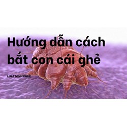 Hướng dẫn cách bắt con cái ghẻ