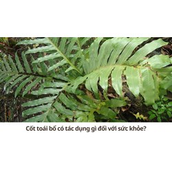 Cốt toái bổ có tác dụng gì đối với sức khỏe?