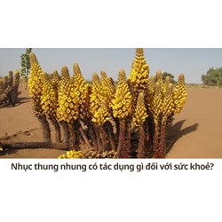 Nhục thung nhung có tác dụng gì đối với sức khoẻ?