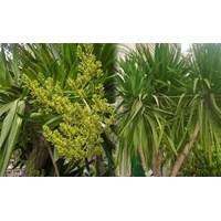 Cây huyết giác là gì? Cây huyết giác có tác dụng gì?