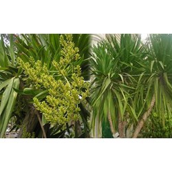 Cây huyết giác là gì? Cây huyết giác có tác dụng gì?