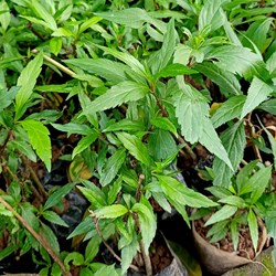 Cây mần tưới là gì? Cây mần tưới có tác dụng gì?