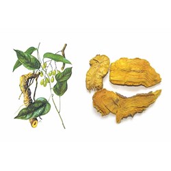 Hoàng đằng là gì? Hoàng đằng có tác dụng gì?
